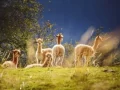 The-Great-Caper-of-the-Laughing-Llamas