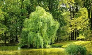 Evangeline-and-The-Solidary-Willow-Tree